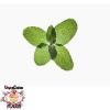 Flavor :  Vcfa Garden Mint by 1Life
