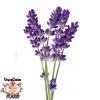 Flavor :  Vcfa Lavender by 1Life