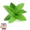 Flavor :  Vcfa Peppermint by 1Life