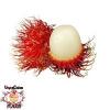 Arme :  Vcfa Rambutan 
Dernire mise  jour le :  06-12-2016 