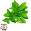 Flavor :  Vcfa Spearmint by 1Life