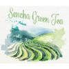 Flavor :  Sencha Green Tea par ALICE IN VAPELAND