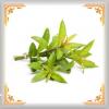 Flavor :  Verveine by ARIA VpingStyle