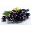 Flavor :  Blackcurrant by Aristo-CAT