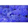 Flavor :  Blue Raspberry by Aristo-CAT