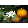 Flavor :  Brazilian Orange by Aristo-CAT