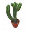 Flavor :  Cactus by Aromea