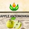 Flavor :  Apple Antonovka by ArtVap