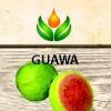 Flavor :  Guawa by ArtVap
