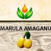 Flavor :  Marula Amagany by ArtVap