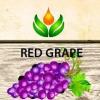 Flavor :  Red Grape by ArtVap