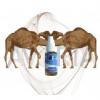 Flavor :  Wild Sahara by Avoria