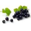 Flavor :  Black Currant par BAKER FLAVORS