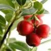 Flavor :  Cranberry Natural by Baker Flavors