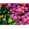 Flavor :  Grape by Baker Flavors