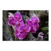 Flavor :  Orchid Natural by Baker Flavors