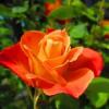 Flavor :  Rose Natural by Baker Flavors