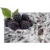 Flavor :  Brombeer Menthol by Basen von MA