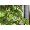 Flavor :  Grunes Fruchtchen par BASEN VON MA
