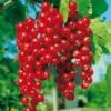 Flavor :  Johannisbeere Rot by Basen von MA