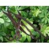 Flavor :  Waldmeister Vanille by Basen von MA