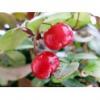 Flavor :  Winterbeere by Basen von MA