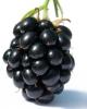 Flavor :  Blackberry by Bickford Flavors