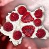 Flavor :  Custard Framboise by Bio Concept