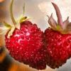 Flavor :  Fraise Des Bois by Bio Concept