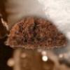 Flavor :  Manhattan by Bio Concept