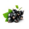 Flavor :  Blackcurrant by Blue Star