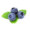 Flavor :  Blueberry by Blue Star