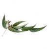 Flavor :  Eucalyptus by Blue Star