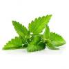 Flavor :  Mint by Blue Star