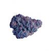 Flavor :  Purple Blueberry by Blue Star