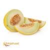 Flavor :  Honning Melon by Bolsjehuset