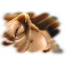 Flavor :  Beurre De Cacahuetes by Calibra