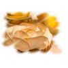 Flavor :  Citron Meringue by Calibra