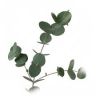 Flavor :  Eucalyptus by Calibra