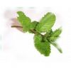 Flavor :  Menthe Verte by Calibra