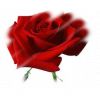 Flavor :  Rose by Calibra