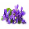 Flavor :  Violette by Calibra