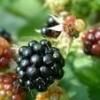 Flavor :  Brombeer par CBV