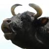 Flavor :  Crying Rino by CBV
