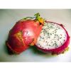 Flavor :  Drachenfrucht by CBV