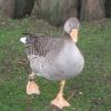 Flavor :  Drunken Duck by CBV