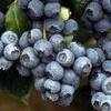 Flavor :  Heidelbeer by CBV
