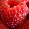 Flavor :  Himbeer by CBV