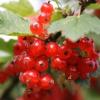 Flavor :  Johannisbeer by CBV