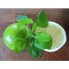 Flavor :  Limonen by CBV